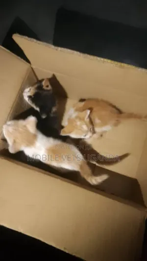1-3 months Male Purebred Bombay