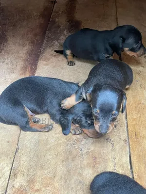 0-1 month Male Purebred Dachshund