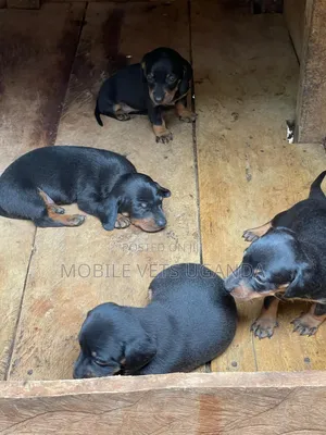 0-1 month Female Purebred Dachshund