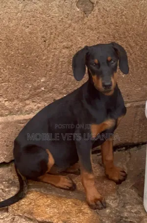 3-6 months Male Purebred Doberman Pinscher