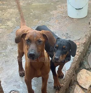 3-6 months Female Purebred Doberman Pinscher