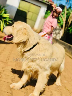 6-12 months Male Purebred Golden Retriever