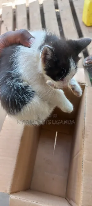 1-3 months Male Purebred American Wirehair
