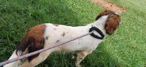1-3 months Female Purebred Cocker Spaniel