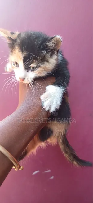 0-1 month Male Purebred Birman