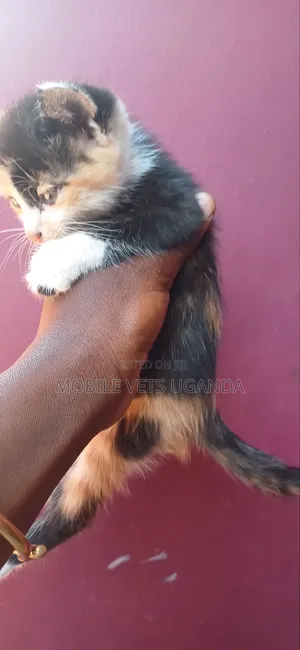 1-3 months Female Purebred Burmese