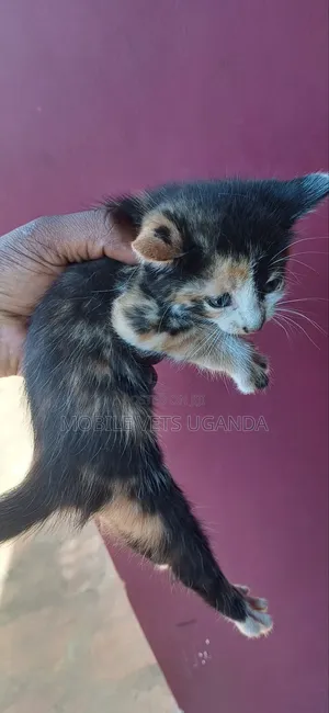 1-3 months Male Purebred Ocicat