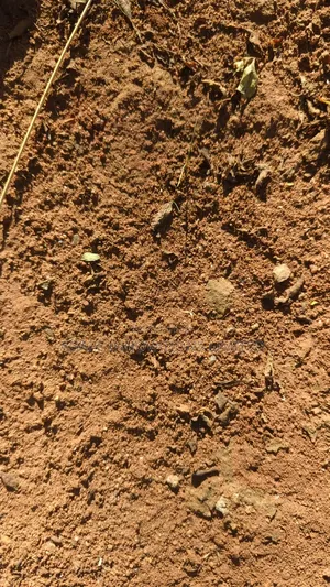 Soil Testing Services