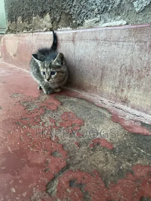 1-3 months Female Mixed Breed Egyptian Mau