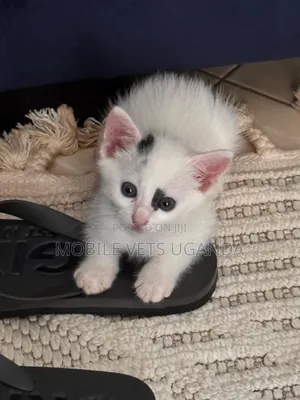 0-1 month Male Purebred Manx