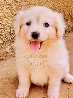 1-3 months Male Purebred Japanese Spitz