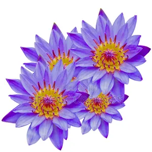 Blue Lotus Flower 30gm ( Dried)