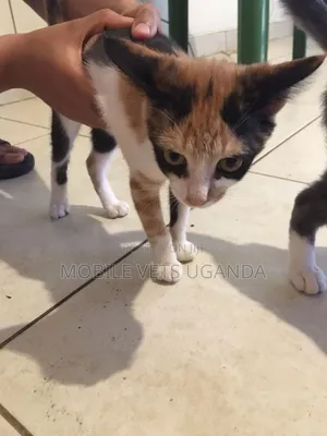 1-3 months Female Purebred American Bobtail