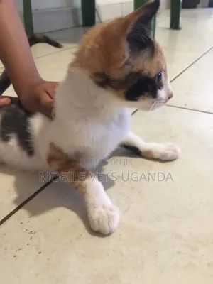 3-6 months Male Purebred American Wirehair