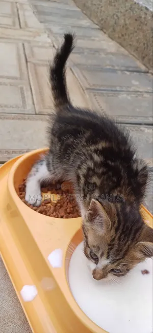 0-1 month Male Purebred Oriental