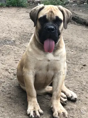 3-6 months Male Purebred Boerboel