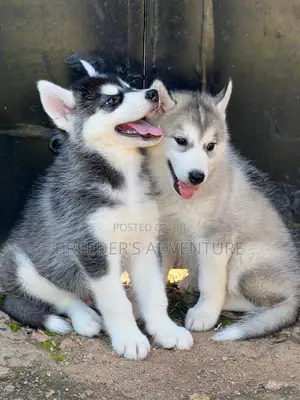 1-3 months Male Purebred Siberian Husky