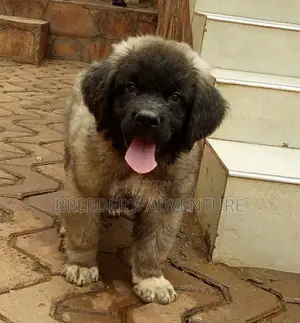 1-3 months Male Purebred Caucasian Shepherd