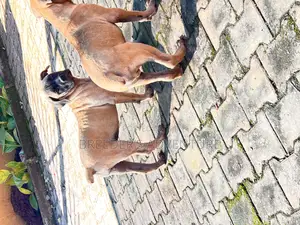 1-3 months Male Purebred Boerboel