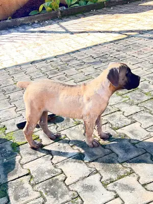 1-3 months Male Purebred Boerboel