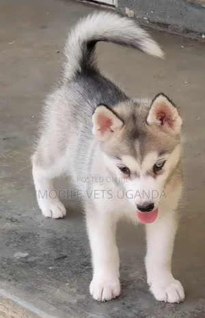 1-3 months Female Purebred Siberian Husky