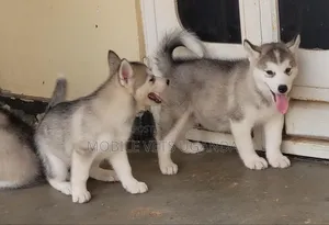 3-6 months Male Purebred Siberian Husky