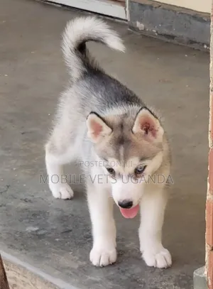 0-1 month Male Purebred Siberian Husky
