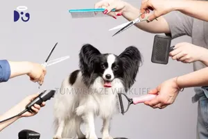Dog Grooming