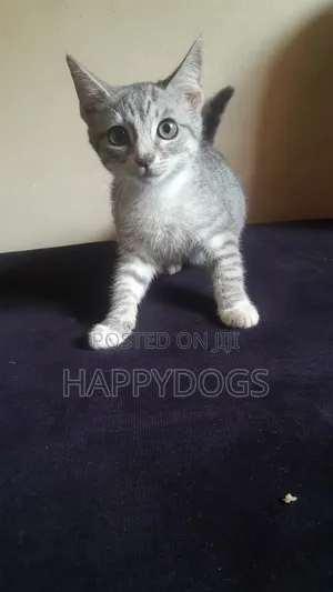 1-3 months Female Mixed Breed Mongrel (No Breed)