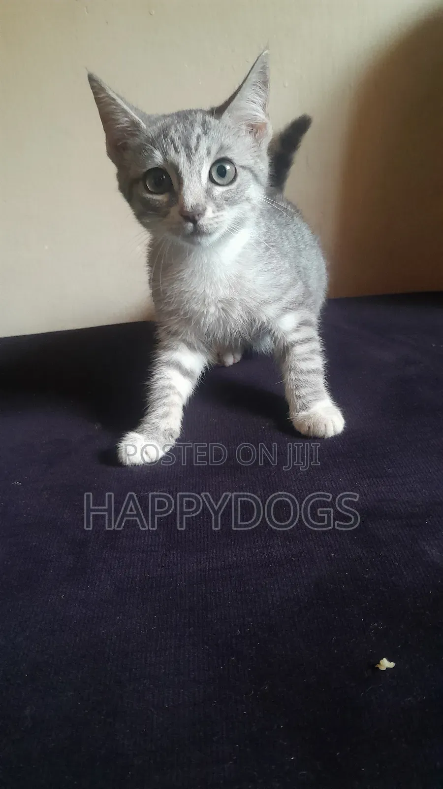 1-3 months Female Mixed Breed Mongrel (No Breed)