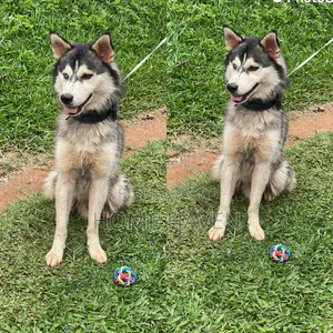 6-12 months Male Purebred Siberian Husky