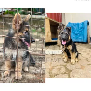 1-3 months Male Purebred German Shepherd