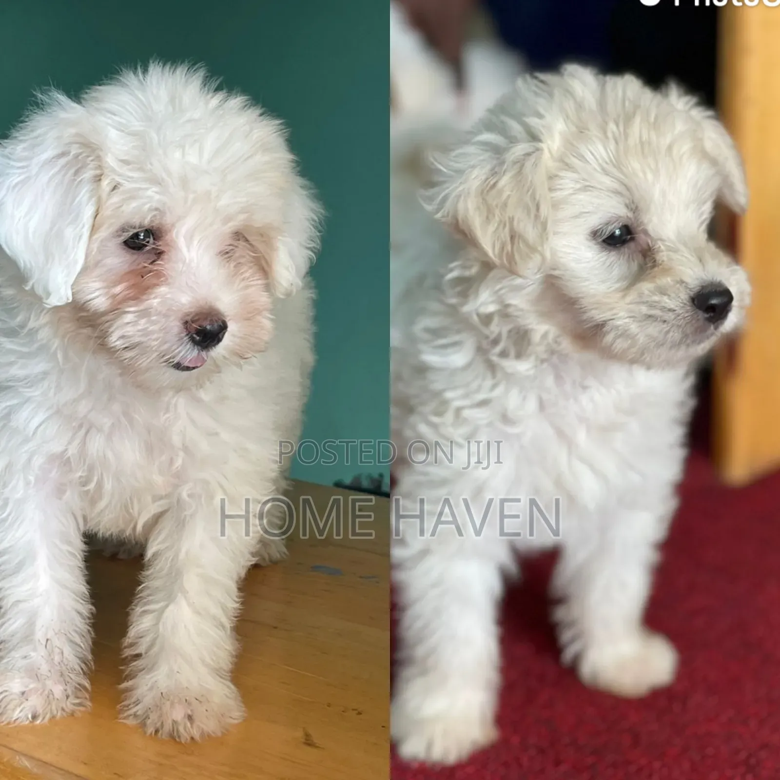 1-3 months Male Purebred Maltese