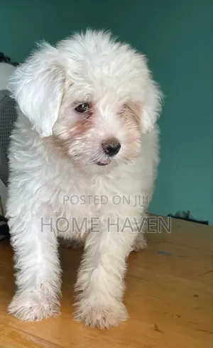 1-3 months Male Purebred Maltese