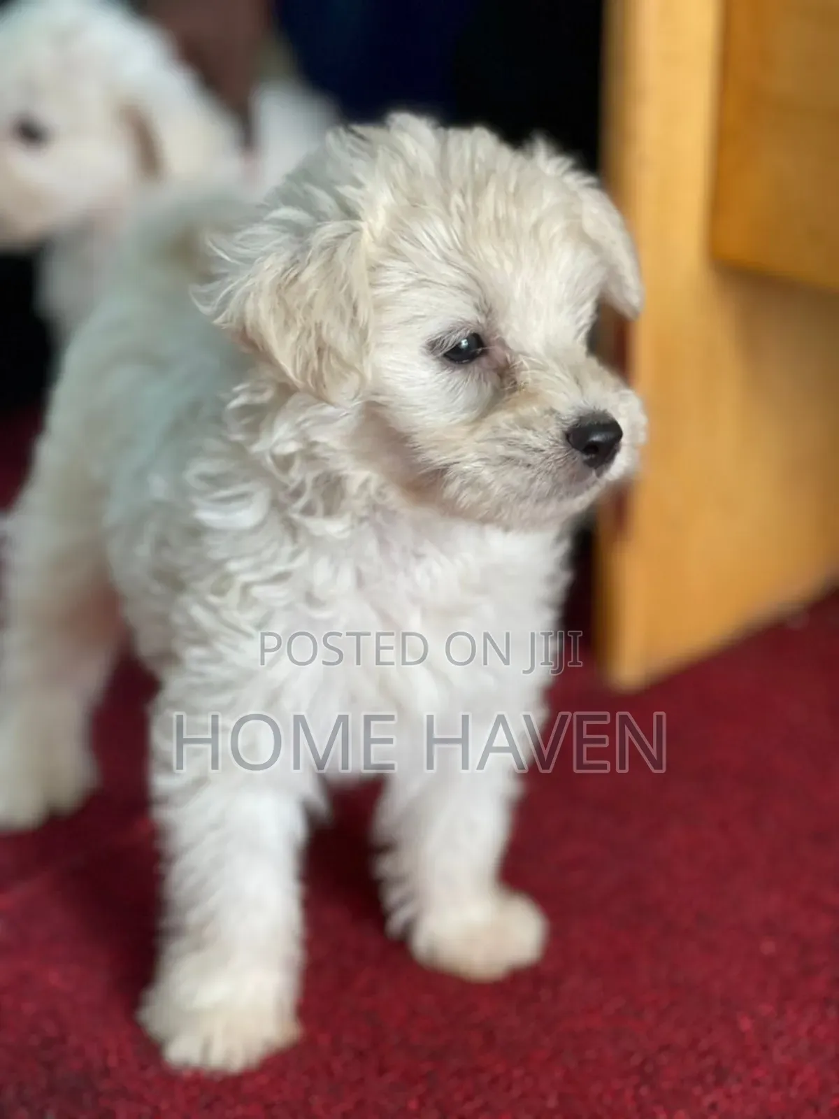 1-3 months Male Purebred Maltese