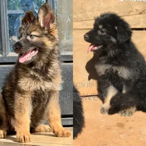 1-3 months Male Purebred German Shepherd