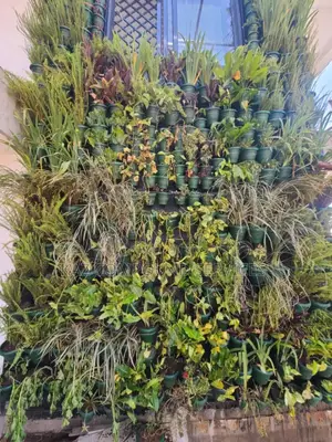 Wall Gardening
