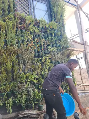 Wall Gardening