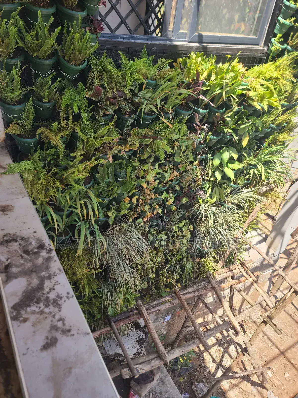Wall Gardening