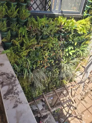 Wall Gardening