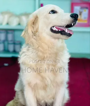 3-6 months Male Purebred Golden Retriever