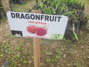 Dragon Fruit Seedlings
