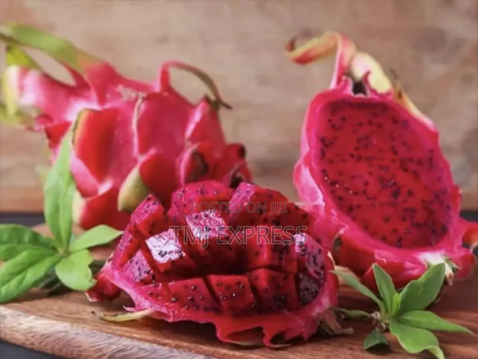 Dragon Fruit Seedlings