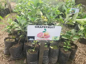 Grape Fruits Seedlings