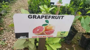 Grape Fruits Seedlings