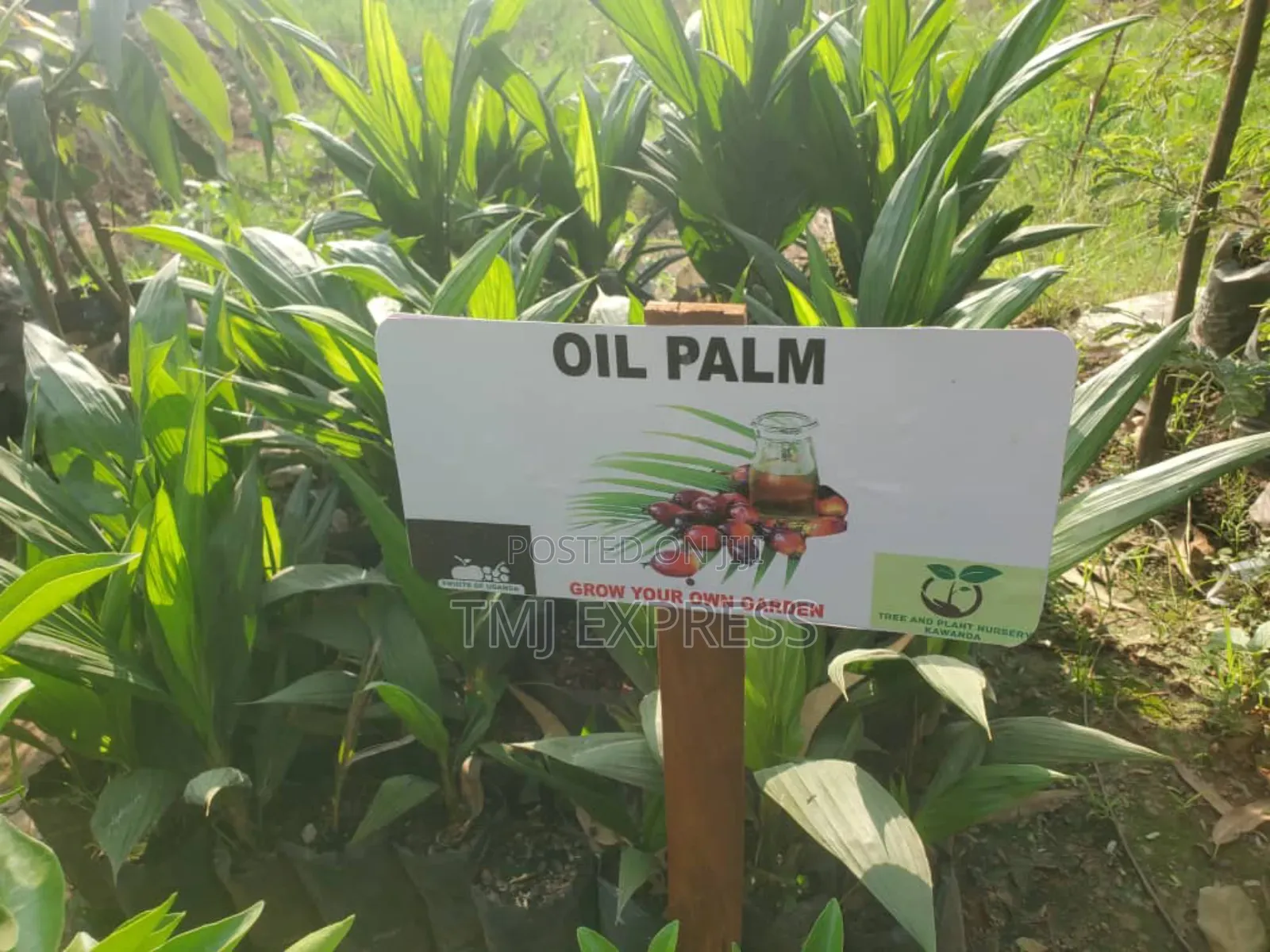 Oil Palm Seedlings