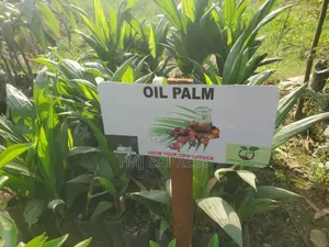 Oil Palm Seedlings