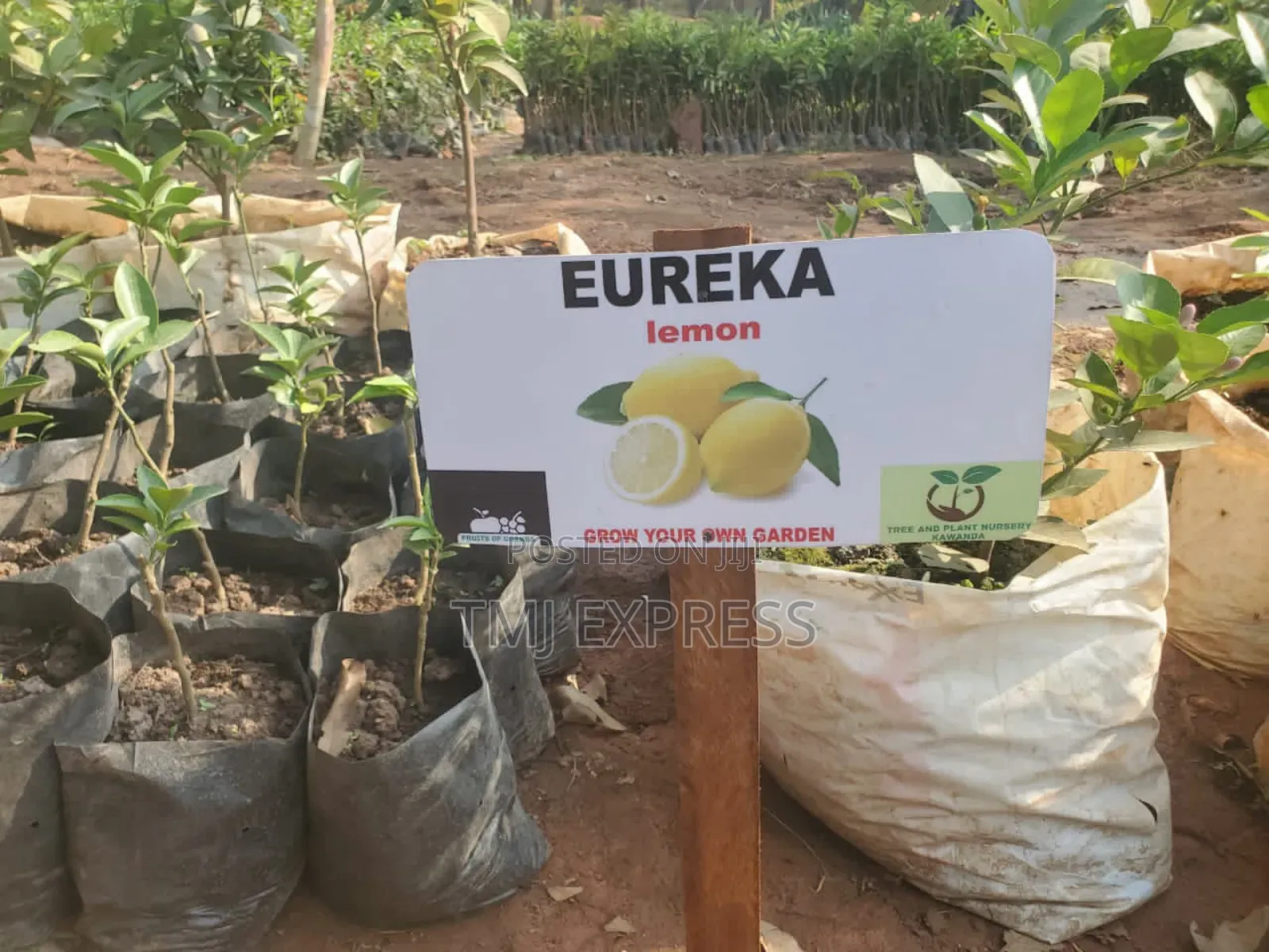 Eureka Lemon Seedlings