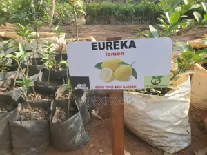 Eureka Lemon Seedlings