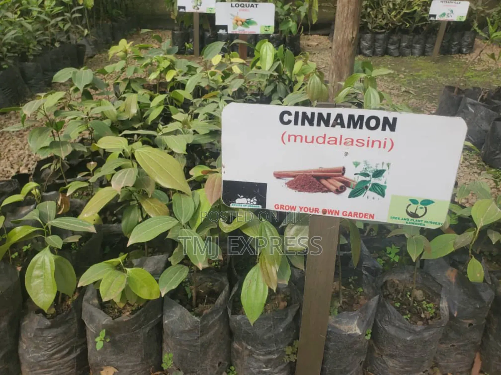 Cinnamon Seedlings/ Mudalasini Seedlings